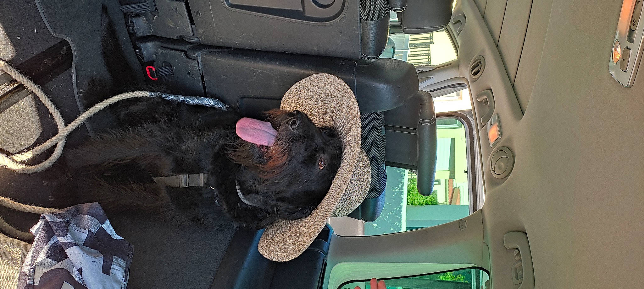 Clochard a rejoint le concours — aidez-le/la à gagner de superbes lots ! auto_part, automotive_exterior, automotive_tire, car, car_seat, car_seat_cover, carnivore, comfort, companion_dog, dog, dog_breed, family_car, head_restraint, liver, luxury_vehicle, motor_vehicle, sporting_group, trunk, vehicle, vehicle_door