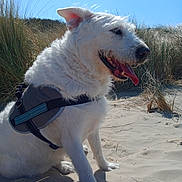 Isis a rejoint le concours — aidez-le/la à gagner de superbes lots ! animal, blue_sky, canine, daytime, dog, dunes, ears, fur, grass, happy, harness, muzzle, nature, outdoor, pet, sand, sitting, sunny, tongue_out, white_dog