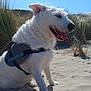 animal, blue_sky, canine, daytime, dog, dunes, ears, fur, grass, happy, harness, muzzle, nature, outdoor, pet, sand, sitting, sunny, tongue_out, white_dog