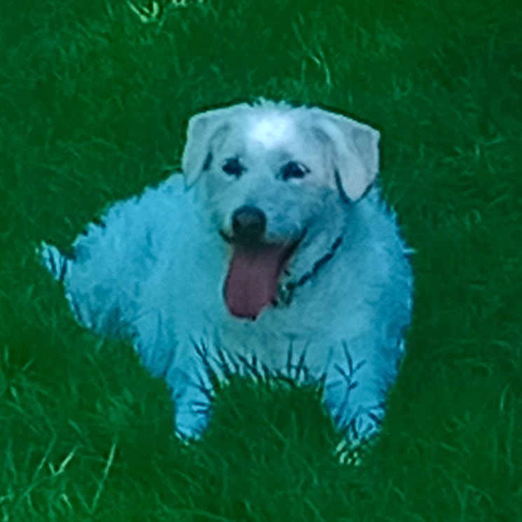 Isis a rejoint le concours — aidez-le/la à gagner de superbes lots ! animal, canine, collar, daylight, dog, fur, grass, greenery, happy, lying_down, mammal, nature, outdoor, pet, playful, resting, summer, tongue, tongue_out, white_dog