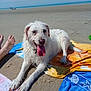 Isis participe au concours pour gagner de l'argent avec cette photo : animal, beach, blue_sky, coast, dog, feet, happy, nature, ocean, outdoor, paws, pet, relaxing, sand, summer, sunny, tongue_out, towel, vacation, wet_dog