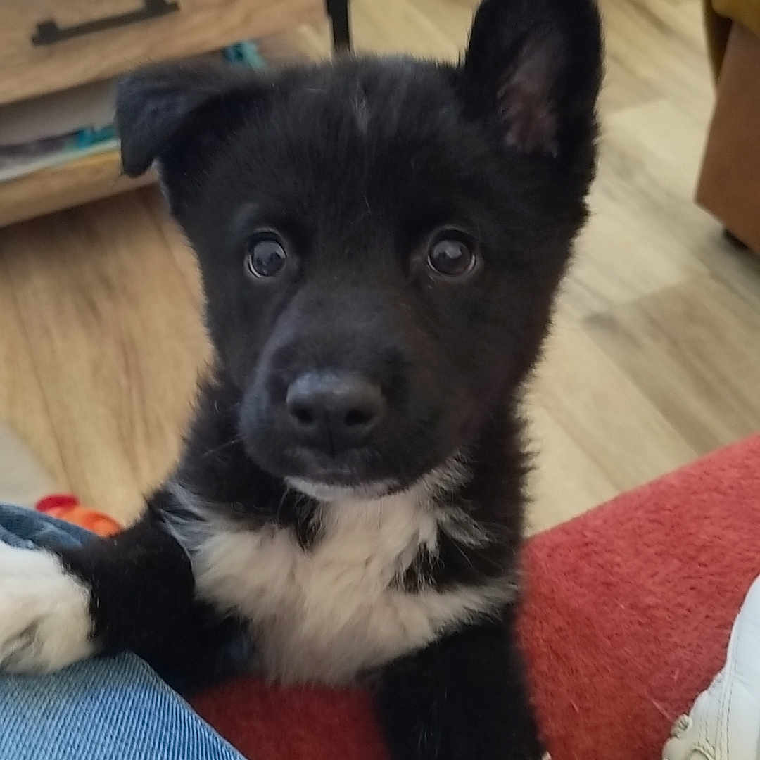 Aslan a rejoint le concours — aidez-le/la à gagner de superbes lots ! adorable, black_and_white, chairs, close_up, couch, curious, dog, eye_contact, fur, indoor, jeans, living_room, one_ear_up, paw, pet, portrait, puppy, sneaker, table, wooden_floor