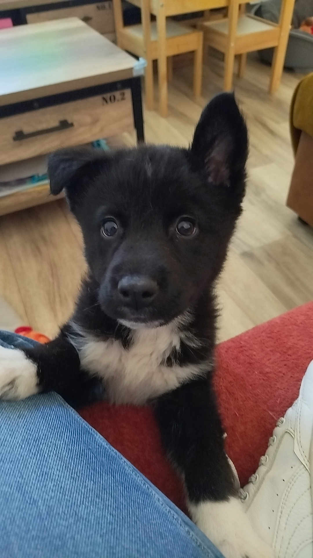 Aslan a rejoint le concours — aidez-le/la à gagner de superbes lots ! puppy, dog, black_and_white, pet, indoor, close_up, curious, paw, one_ear_up, eye_contact, living_room, wooden_floor, table, chairs, sneaker, jeans, couch, fur, adorable, portrait