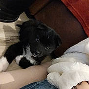 Aslan a rejoint le concours — aidez-le/la à gagner de superbes lots ! puppy, dog, black_puppy, white_marking, wooden_floor, couch, blanket, robe, denim, hand, arm, tattoo, cozy, indoor, fur, looking_up, cute, small, pet, flooring