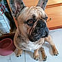 animal, black_nose, brown, cabinet, closeup, companion, cute, dog, domestic, ears, floor, food_bowl, french_bulldog, fur, indoor, looking_away, paw, pet, sitting, tile