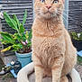 cat, orange_tabby, cat_tree, outdoor, garden, plant, wooden_shed, potted_plant, curious, feline, pet, animal, whiskers, ears, fur, sitting, nature, daylight, greenery, relaxed