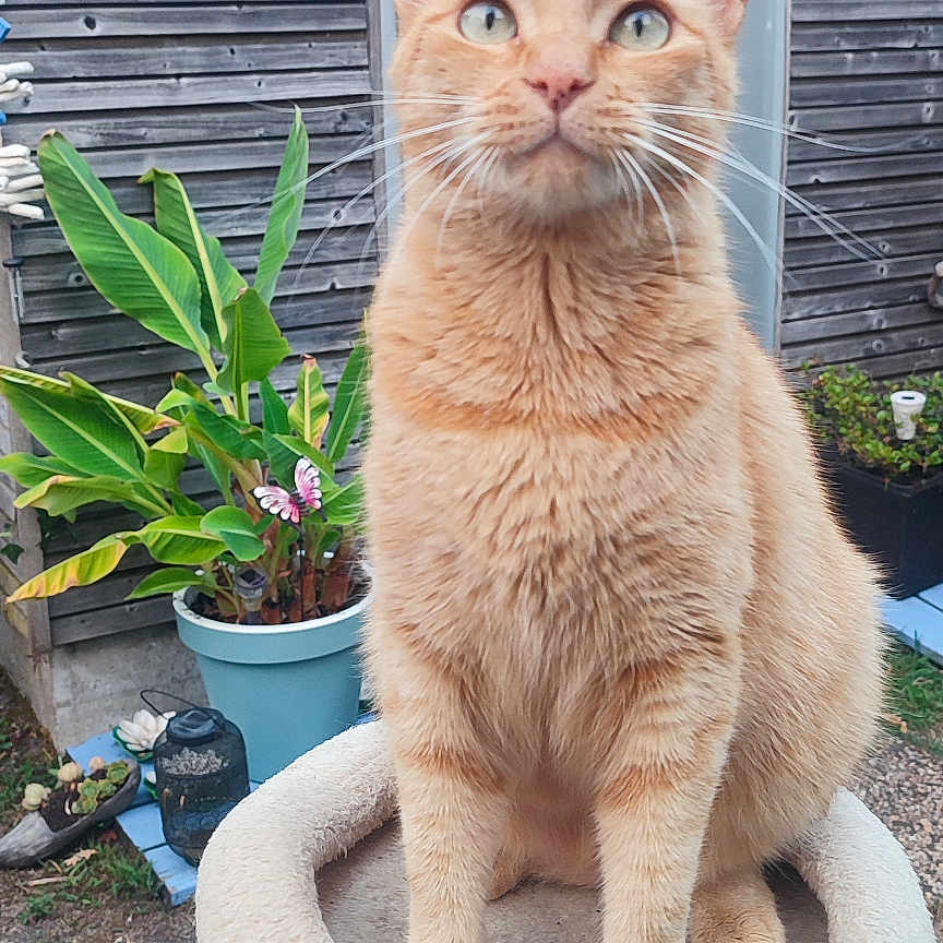 Ode participe au concours pour gagner de l'argent avec cette photo : animal, cat, cat_tree, curious, daylight, ears, feline, fur, garden, greenery, nature, orange_tabby, outdoor, pet, plant, potted_plant, relaxed, sitting, whiskers, wooden_shed