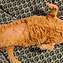 cat, orange_cat, sleeping, lying_down, fluffy, pet, indoor, blanket, patterned_blanket, relaxed, cute, feline, fur, whiskers, paw, nap, cozy, resting, domestic_cat, animal