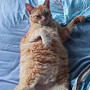 Eztie participe au concours pour gagner de l'argent avec cette photo : cat, orange_cat, feline, pet, bed, blanket, sheet, indoor, relaxed, lying_down, fluffy, paw, fur, animal, sleepy, stretching, cozy, domestic, cute, resting