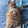 cat, orange_cat, feline, pet, bed, blanket, sheet, indoor, relaxed, lying_down, fluffy, paw, fur, animal, sleepy, stretching, cozy, domestic, cute, resting