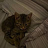 Philx joined the competition — help win amazing prizes! kitten, cat, tabby, pet, sleepy, bed, blanket, striped, fur, animal, cute, resting, indoors, cozy, young, small, whiskers, ears, paws, feline