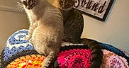 Miso And Tofu is registered to the contest to win money with this photo: animal, cat, cats, colorful_blanket, couch, cozy, crochet_blanket, decor, furniture, home, indoor, looking_down, pet, relaxed, seated, sign, striped_cat, tabby_cat, tail, wall_art