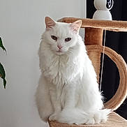 Duchesse participe au concours pour gagner de l'argent avec cette photo : cat, white_cat, fluffy, longhaired, pet, animal, sitting, portrait, indoors, cat_tree, scratching_post, furniture, houseplant, robot, camera, serious_expression, pink_nose, pointed_ears, fur, home_decor