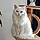 Duchesse
