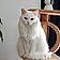 Duchesse