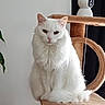 cat, white_cat, fluffy, longhaired, pet, animal, sitting, portrait, indoors, cat_tree, scratching_post, furniture, houseplant, robot, camera, serious_expression, pink_nose, pointed_ears, fur, home_decor