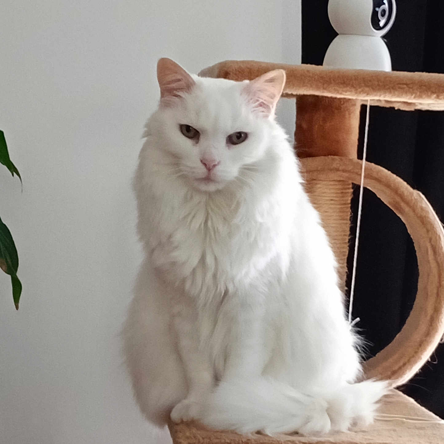 Duchesse participe au concours pour gagner de l'argent avec cette photo : cat, white_cat, fluffy, longhaired, pet, animal, sitting, portrait, indoors, cat_tree, scratching_post, furniture, houseplant, robot, camera, serious_expression, pink_nose, pointed_ears, fur, home_decor