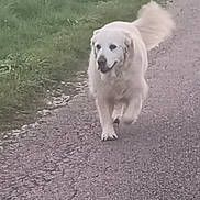 Maddy a rejoint le concours — aidez-le/la à gagner de superbes lots ! dog, white_dog, walking, outdoor, gravel_path, grass, tail, happy, canine, pet, nature, daytime, fur, mammal, animal, motion, friendly, companion, playful, smiling