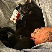 Dexter is registered to the contest to win money with this photo: black_cat, sleeping_cat, tattooed_hand, gray_blanket, plush_toy, cozy, indoor, pet, animal, resting, cute, fur, whiskers, closed_eyes, relaxed, hand, tattoo, soft_texture, nap, companion