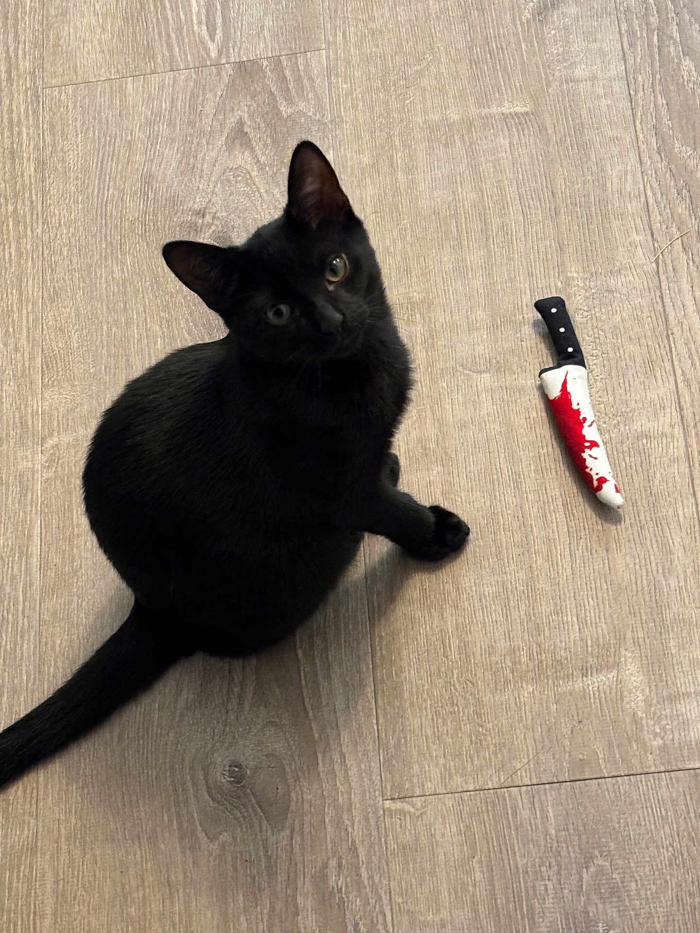 Dexter joined the competition — help win amazing prizes! black_cat, cat, pet, wooden_floor, toy_knife, red_paint, curious, looking_up, indoor, animal, feline, playful, flooring, domestic_cat, cute, small, young_cat, sitting, head_tilt, mischievous