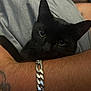 Dexter is registered to the contest to win money with this photo: black_cat, cat, pet, animal, arm, tattoo, bracelet, silver_chain, fur, whiskers, ears, close_up, indoor, relaxation, comfort, human_arm, grey_fabric, snuggling, domestic_cat, portrait