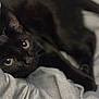 cat, black_cat, animal, pet, feline, eyes, relaxing, laying_down, close_up, soft_texture, gray_fabric, indoor, cute, cozy, whiskers, fur, domestic_cat, sleepy, resting, portrait