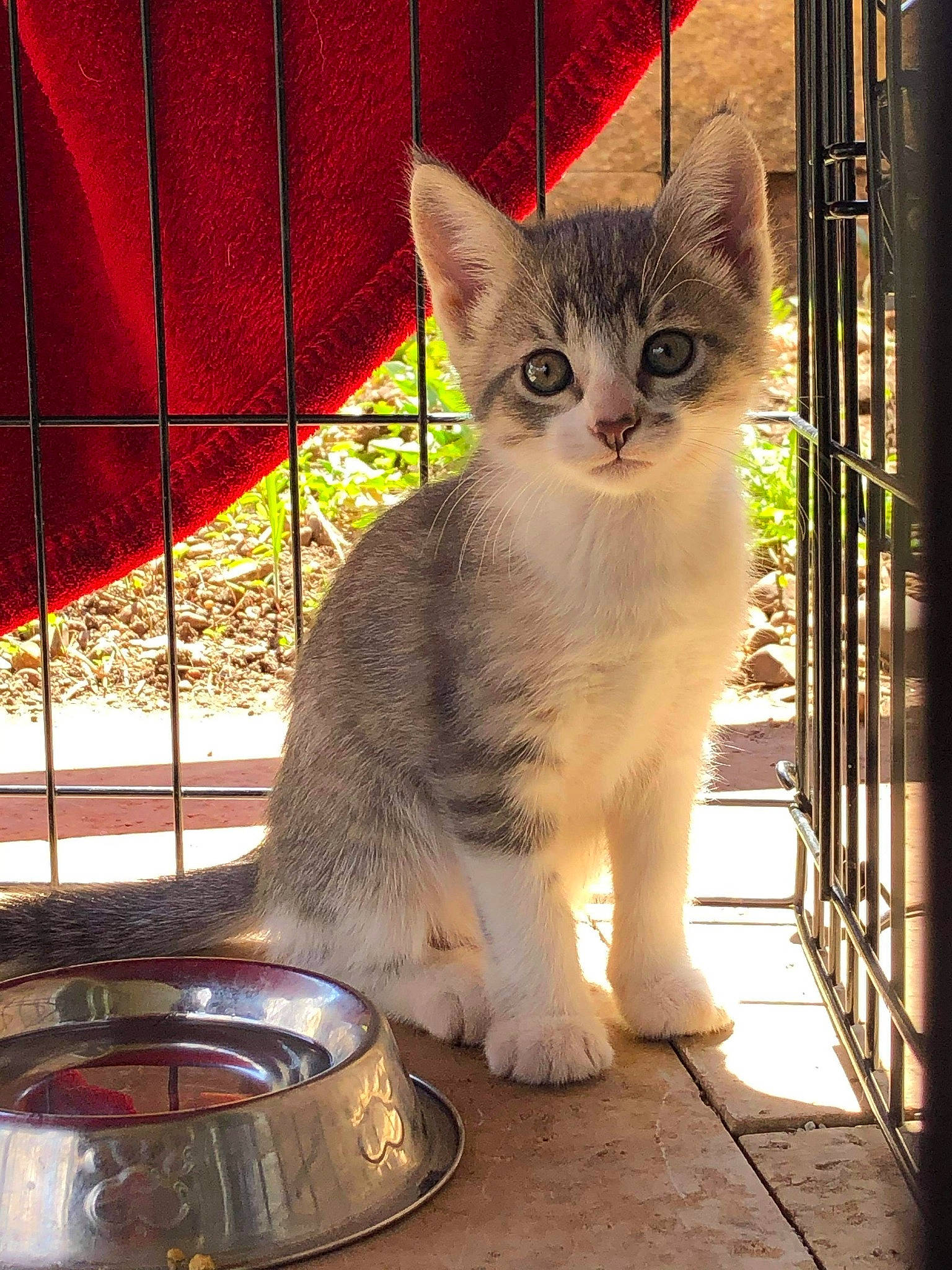 Keke joined the competition — help win amazing prizes! animal_shelter, carnivore, cat, domestic_short_haired_cat, door, fawn, felidae, fence, fur, paw, pet_supply, sitting, small_to_medium_sized_cats, snout, tail, terrestrial_animal, tints_and_shades, whiskers, wildlife, window