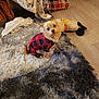 Envy is registered to the contest to win money with this photo: dog, small_dog, pet_clothing, red_and_black, checkered_pattern, fluffy_rug, stuffed_toy, boots, blanket, wooden_floor, indoor, curious_expression, furniture, home_interior, cozy, plush, animal, flooring, toy, relaxed