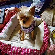 Envy joined the competition — help win amazing prizes! dog, pet_bed, blanket, pillow, bed, remote_control, clothing, indoor, small_dog, furry, canine, cozy, sleepy, stuffed_toy, furniture, fabric, home, relaxed, cute, animal