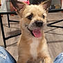 Muggy joined the competition — help win amazing prizes! dog, small_dog, tongue_out, playful, indoor, jeans, ripped_jeans, lap, paws, floor, television, furniture, table, living_room, happy, pet, canine, cute, domestic_animal, wooden_floor