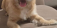 Muggy joined the competition — help win amazing prizes! dog, small_dog, pet, canine, tongue_out, ears, fur, couch, sofa, indoor, home, curtain, playful, animal, smiling, friendly, beige, furniture, relaxed, companion