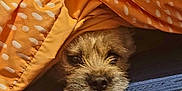 Muggy is registered to the contest to win money with this photo: animal, blanket, blue, comfort, covered, cozy, cute, dog, face, fur, head, indoors, nose, orange, pet, polka_dot, resting, sleepy, snug, texture
