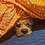 Muggy is registered to the contest to win money with this photo: dog, blanket, orange, polka_dot, cozy, resting, blue, texture, pet, cute, fur, snug, indoors, animal, face, nose, sleepy, head, covered, comfort