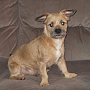 Muggy is registered to the contest to win money with this photo: dog, pet, brown_dog, small_dog, couch, indoor, fur, ears, animal, canine, sitting, looking, alert, companion, household, domestic, furniture, cute, portrait, flash