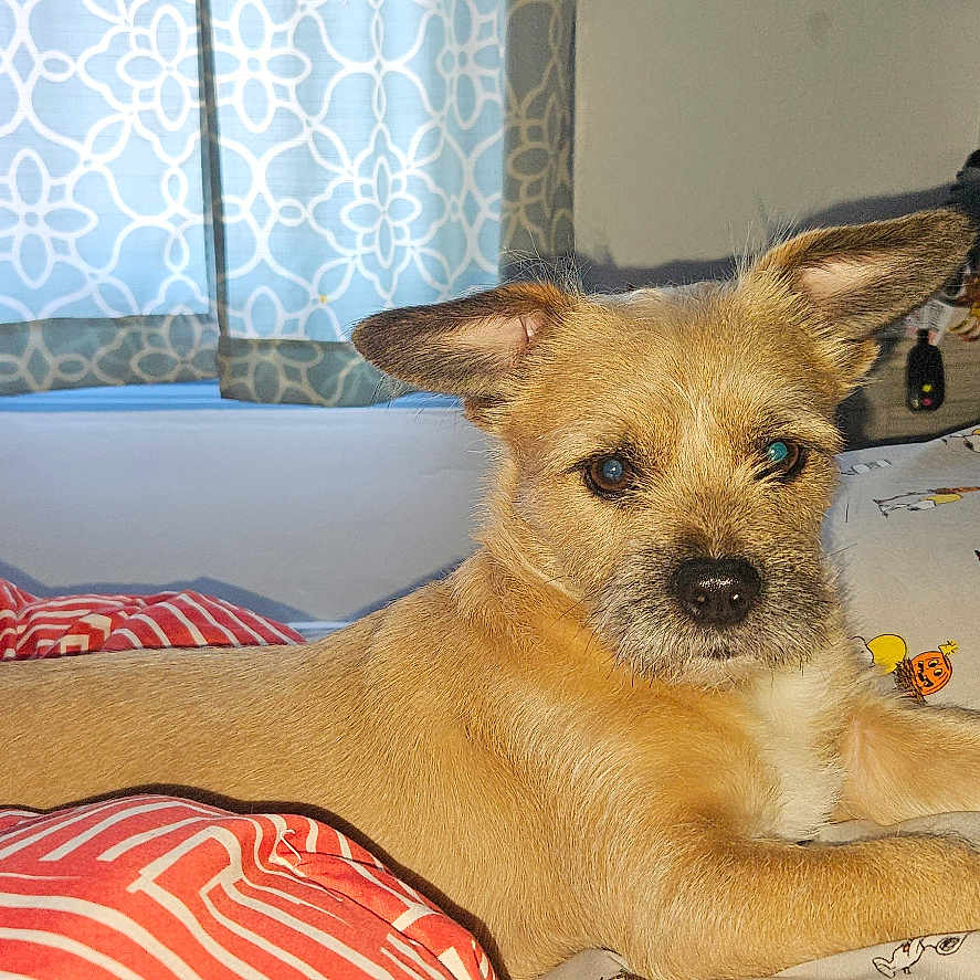 Muggy joined the competition — help win amazing prizes! animal, bed, blanket, cozy, curtains, cute, dog, ears, fur, home, indoor, nose, patterned_textile, paw, pet, pillow, resting, sleeping_area, snout, window