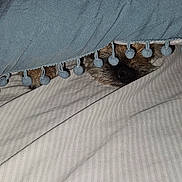Muggy joined the competition — help win amazing prizes! animal, bed, blanket, close_up, covered, cozy, cute, dog, fabric, fur, hidden, home, indoor, nose, pet, pom_poms, resting, sleepy, soft, textile