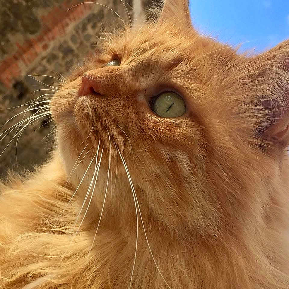 Leo a rejoint le concours — aidez-le/la à gagner de superbes lots ! cat, orange_cat, fluffy, close_up, whiskers, green_eyes, sky, outdoor, brick_wall, portrait, feline, pet, animal, nature, daylight, cute, soft_fur, looking_up, profile, majestic