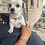 dog, white_dog, small_dog, pet, collar, bow, person, arm, bracelet, ring, outdoor, brick_wall, window, sidewalk, plants, curious, closeup, portrait, animal, holding