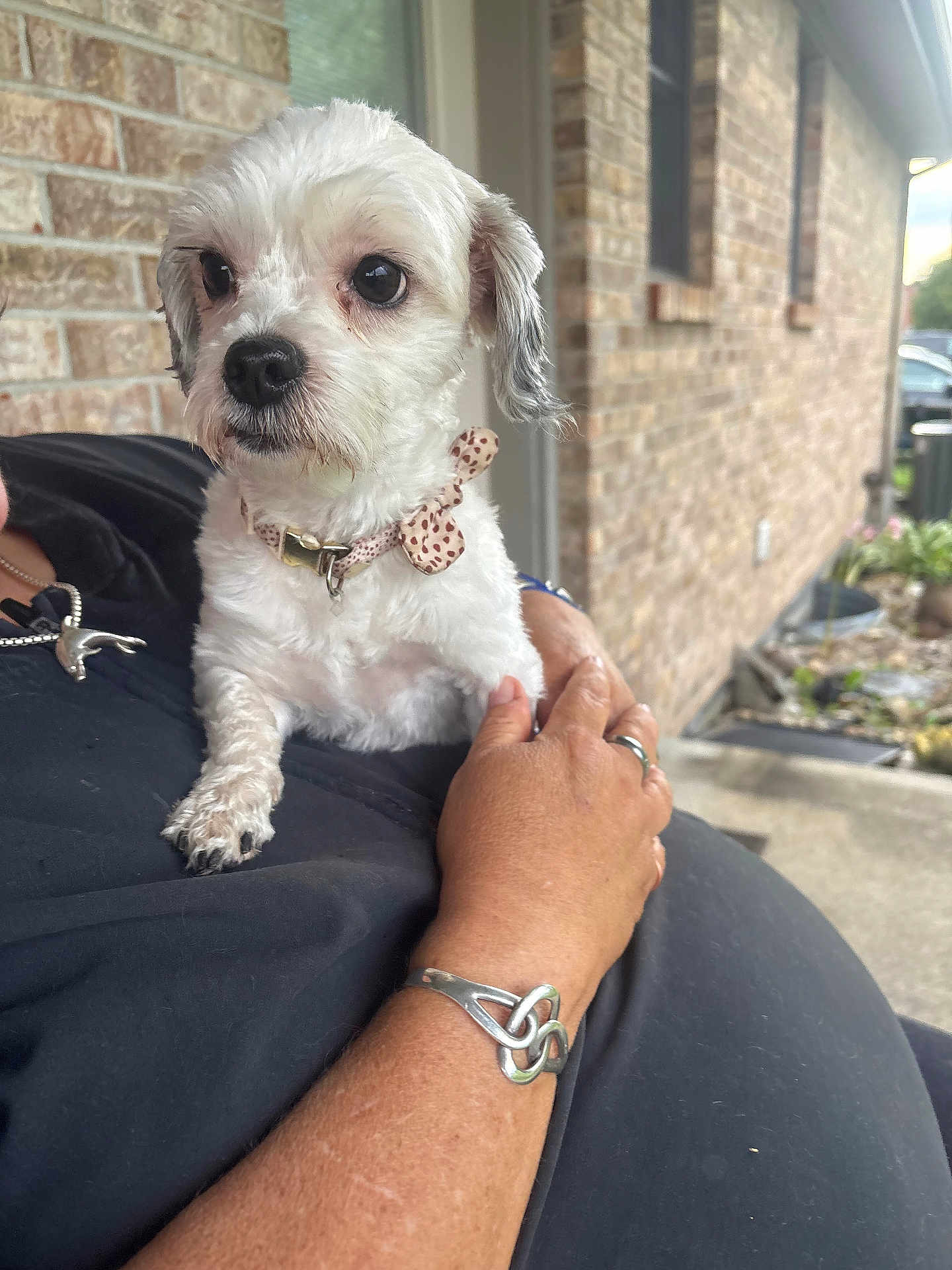 Chanel is registered to the contest to win money with this photo: dog, white_dog, small_dog, pet, collar, bow, person, arm, bracelet, ring, outdoor, brick_wall, window, sidewalk, plants, curious, closeup, portrait, animal, holding