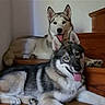animal, blue_eyes, canine, companion, dog, fluffy, fur, happy, home, husky, indoor, lying_down, pet, portrait, siberian_husky, sitting, tongue_out, two_dogs, wooden_stairs, สัตว์เลี้ยง