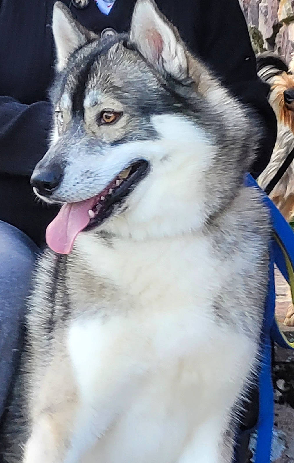 Ragnard a rejoint le concours — aidez-le/la à gagner de superbes lots ! art, canidae, canis, carnivore, collar, dog, dog_breed, fang, fur, grey, jaw, photography, sled_dog, snout, sporting_group, terrestrial_animal, whiskers, wildlife, wolf, working_dog