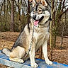 animal, blue_surface, canine, collar, dog, fluffy, forest, happy, husky, leash, nature, outdoor, pet, platform, portrait, siberian_husky, sitting, tongue_out, trees, woodland