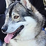 animal, blue_eyes, canine, close_up, dog, gallery, gray_fur, happy, husky, open_mouth, outdoor, panting, pet, photograph, pointed_ears, portrait, siberian_husky, smartphone_screen, tongue, white_fur