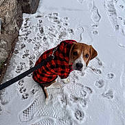 Peanut is registered to the contest to win money with this photo: dog, snow, paw_prints, footprints, leash, jacket, red_and_black, checkered, stone_wall, outdoor, winter, cold, pet, canine, looking_up, cute, sitting, animal, fur, ears