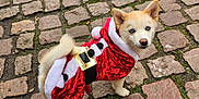 Nakysa participe au concours pour gagner de l'argent avec cette photo : dog, puppy, blue_eyes, santa_costume, red_clothing, festive, outdoor, cobblestone, street, pet, animal, small_dog, fur, tail, ears, walking, holiday, cute, costume, winter
