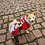 dog, puppy, blue_eyes, santa_costume, red_clothing, festive, outdoor, cobblestone, street, pet, animal, small_dog, fur, tail, ears, walking, holiday, cute, costume, winter