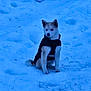 dog, snow, blue_eyes, black_jacket, winter, outdoor, animal, canine, sitting, cold, fur, nature, pet, alone, daylight, frozen, landscape, mammal, portrait, quiet