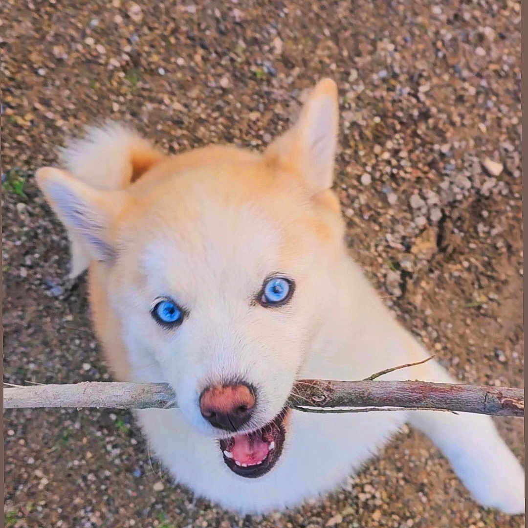 Nakysa a rejoint le concours — aidez-le/la à gagner de superbes lots ! animal, blue_eyes, canine, closeup, cute, daylight, dog, ears, fur, gravel, happy, looking_up, mouth, nature, nose, outdoor, pet, playful, stick, tail