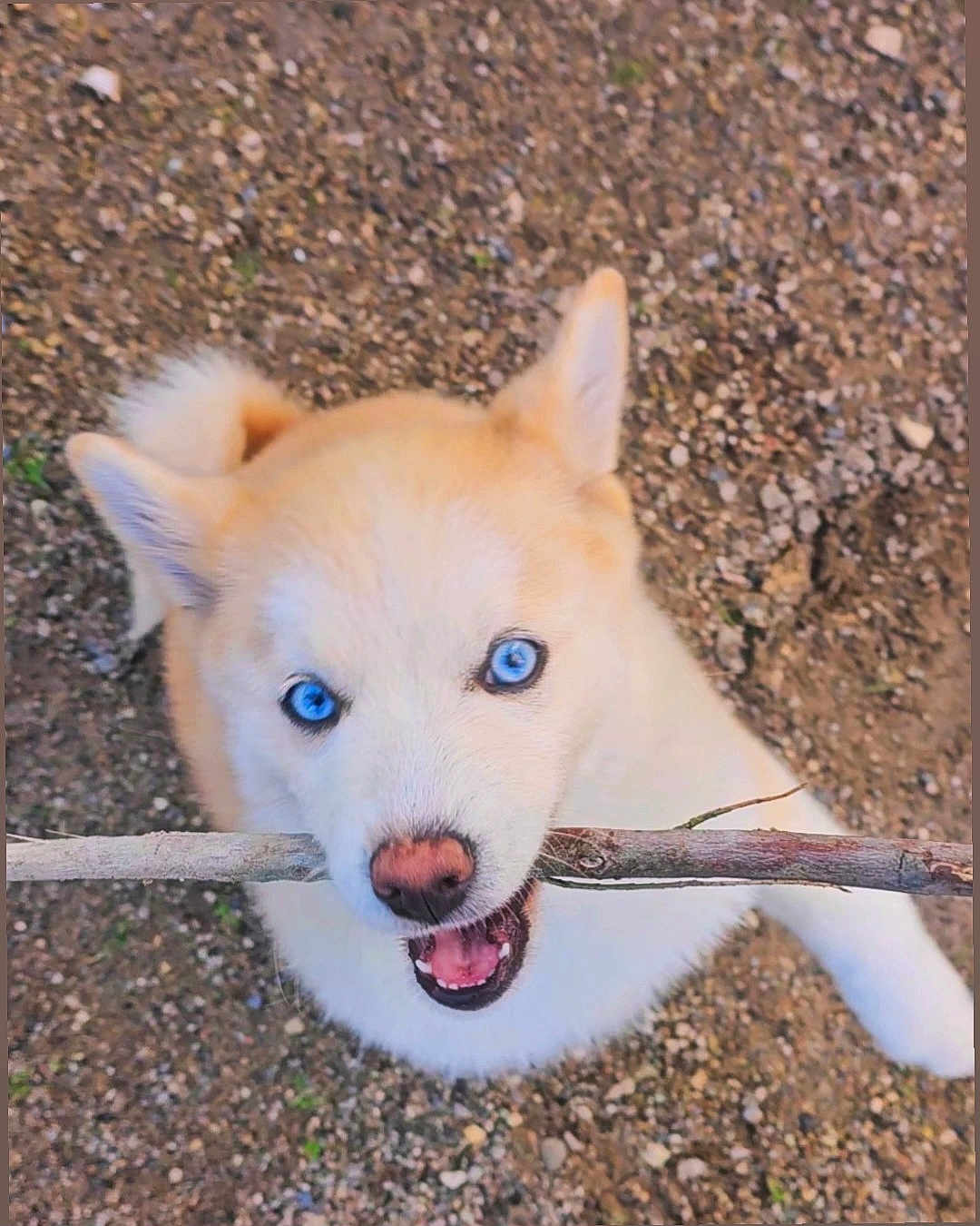Nakysa a rejoint le concours — aidez-le/la à gagner de superbes lots ! dog, stick, blue_eyes, outdoor, gravel, playful, cute, pet, animal, fur, tail, canine, mouth, nose, ears, happy, nature, closeup, looking_up, daylight