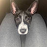 dog, black_and_white, ears, pet, animal, canine, face, eyes, nose, legs, pants, gray, indoor, car_interior, seatbelt, close_up, cute, curious, young, pet_portrait